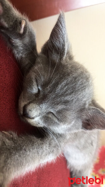 British Shorthair, Kedi  Duman fotoğrafı