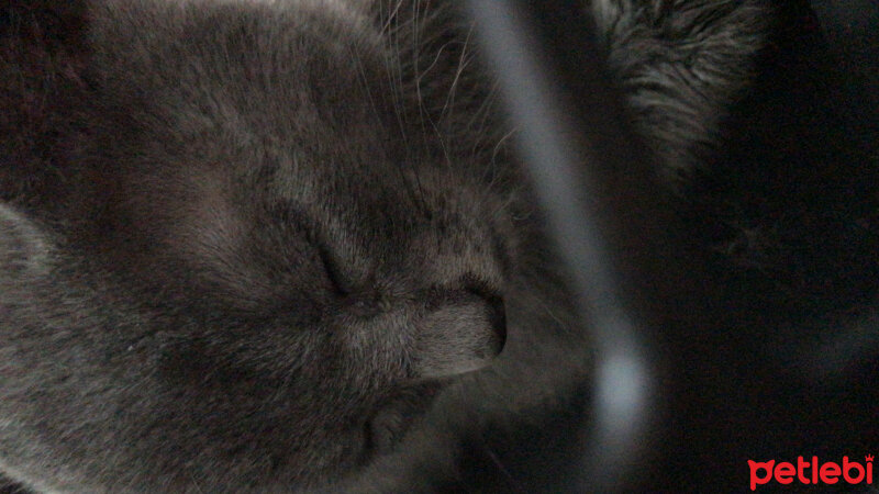 British Shorthair, Kedi  Duman fotoğrafı