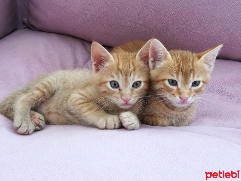 Tekir Kedi, Kedi  Limon Misket fotoğrafı