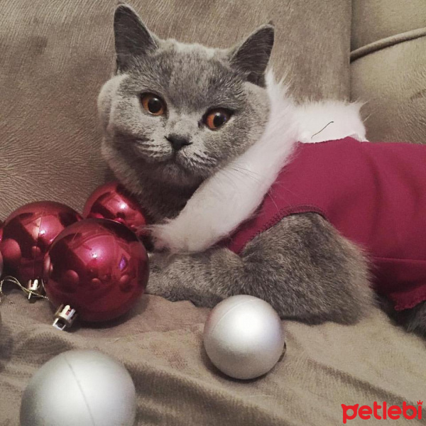 British Shorthair, Kedi  GÜMÜŞ HANIM fotoğrafı