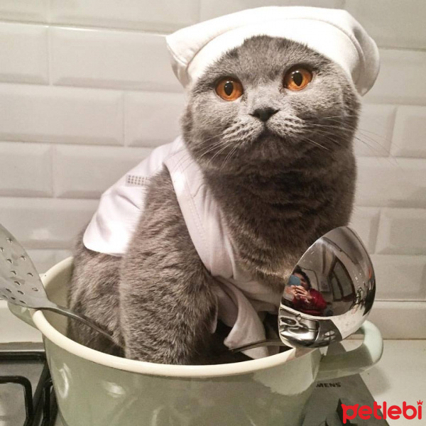 British Shorthair, Kedi  GÜMÜŞ HANIM fotoğrafı