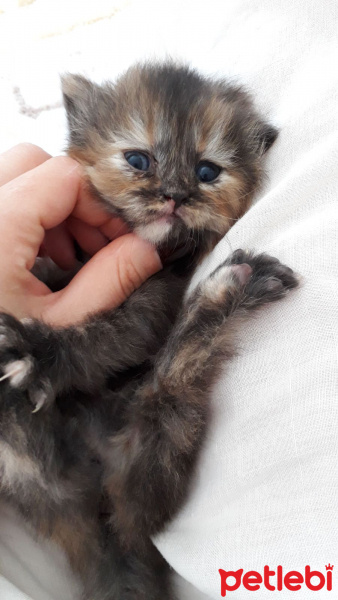 Chinchilla, Kedi  miya fotoğrafı