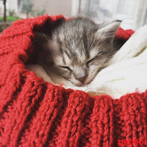 Tekir Kedi, Kedi  MAYA fotoğrafı