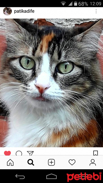 Tekir Kedi, Kedi  Kadife fotoğrafı