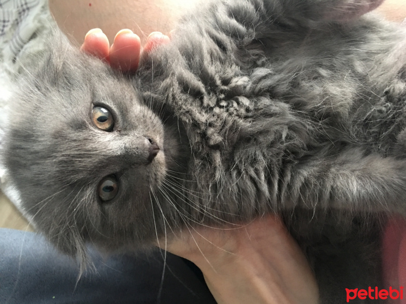 Scottish Fold, Kedi  Pofidik fotoğrafı