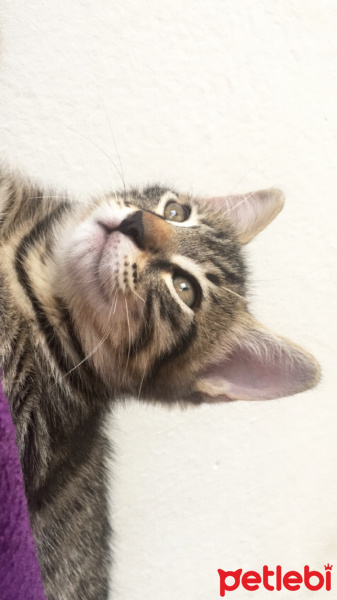 Tekir Kedi, Kedi  Concon fotoğrafı