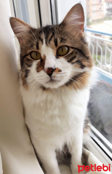 Norwegian Forest, Kedi  Jon fotoğrafı