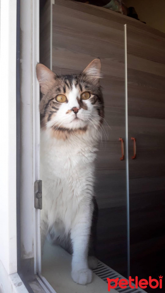 Norwegian Forest, Kedi  Jon fotoğrafı