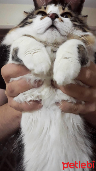 Norwegian Forest, Kedi  Jon fotoğrafı