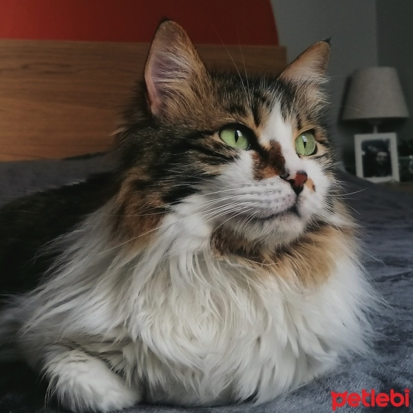 Norwegian Forest, Kedi  Jon fotoğrafı