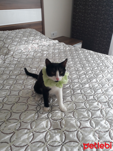 Tekir Kedi, Kedi  Sürpriz fotoğrafı