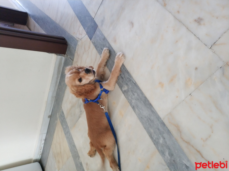 İngiliz Cocker Spaniel, Köpek  Teo fotoğrafı