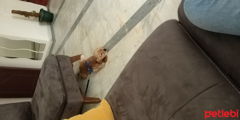 İngiliz Cocker Spaniel, Köpek  Teo fotoğrafı
