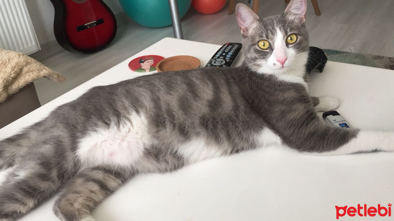 Tekir Kedi, Kedi  Hera fotoğrafı