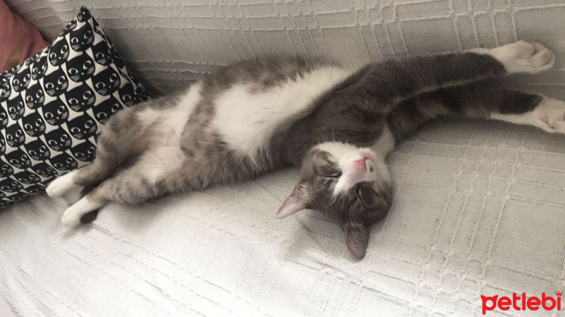 Tekir Kedi, Kedi  Hera fotoğrafı