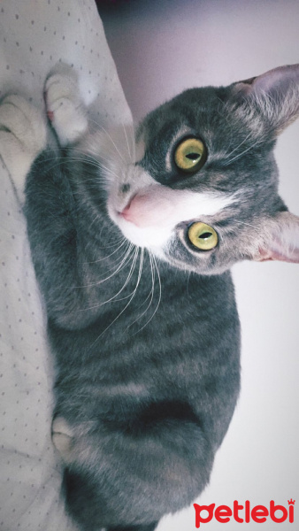 Tekir Kedi, Kedi  Hera fotoğrafı
