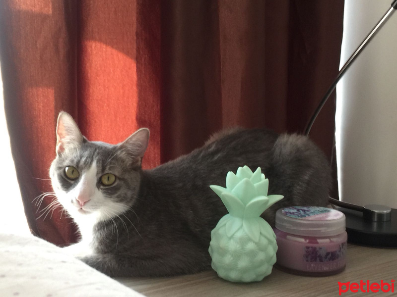 Tekir Kedi, Kedi  Hera fotoğrafı