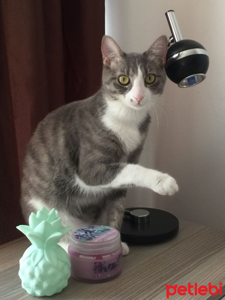 Tekir Kedi, Kedi  Hera fotoğrafı