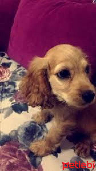 Amerikan Cocker Spaniel, Köpek  bella fotoğrafı