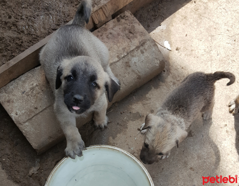 Kangal, Köpek  kc fotoğrafı