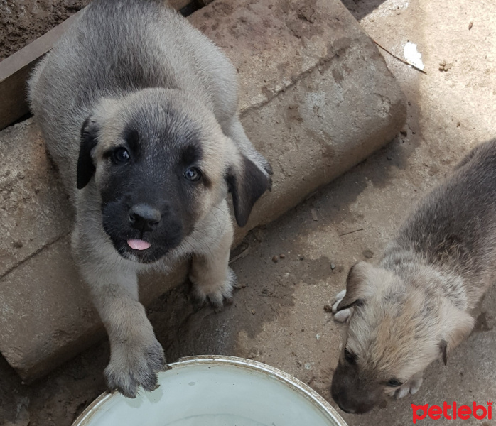 Kangal, Köpek  kc fotoğrafı