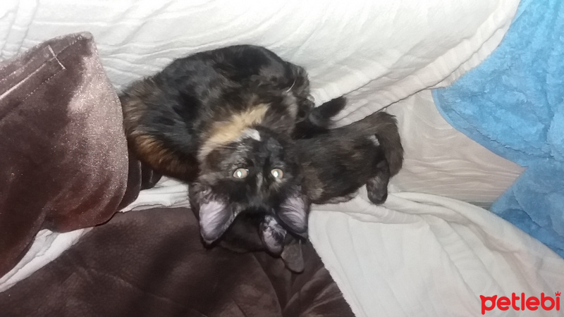 Tekir Kedi, Kedi  Haylaz fotoğrafı