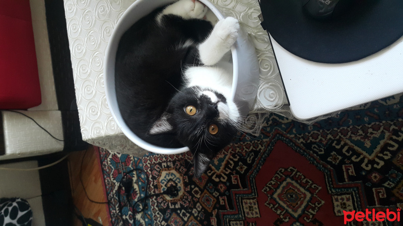 Tuxedo (Smokin) Kedi, Kedi  Anderson Talişka fotoğrafı