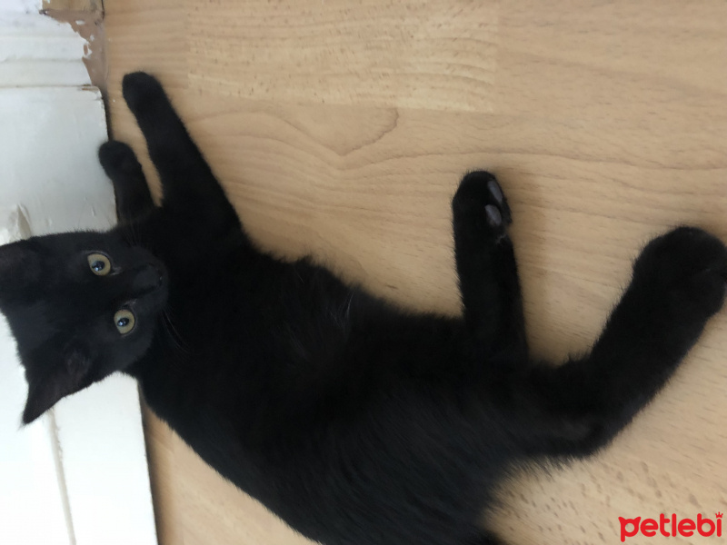 Bombay, Kedi  Mika fotoğrafı