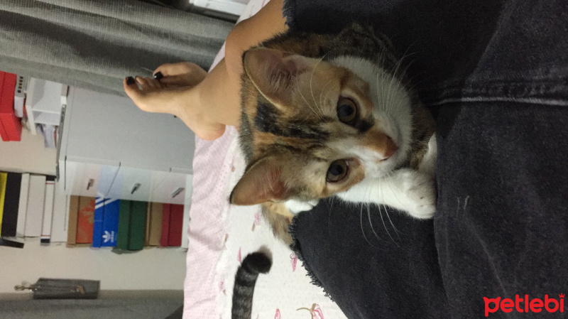 Tekir Kedi, Kedi  Maya fotoğrafı