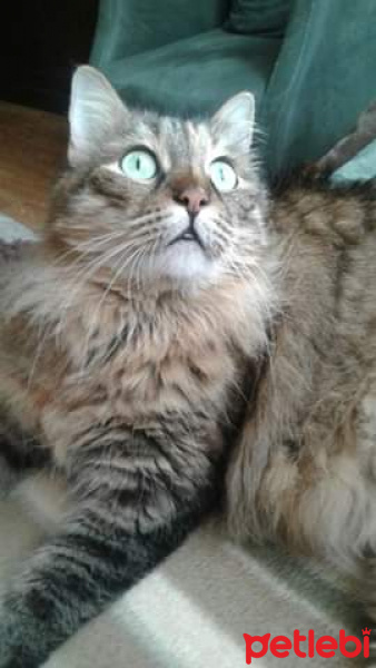 Sibirya Kedisi, Kedi  Pibadi fotoğrafı