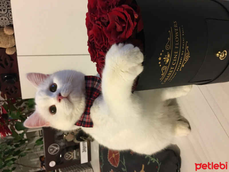 British Shorthair, Kedi  Maya fotoğrafı