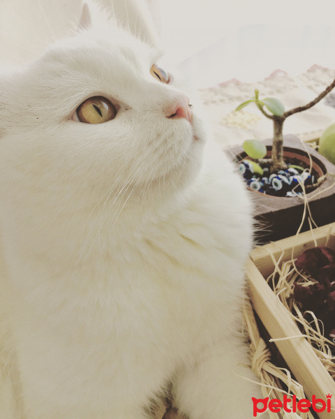 British Shorthair, Kedi  Maya fotoğrafı