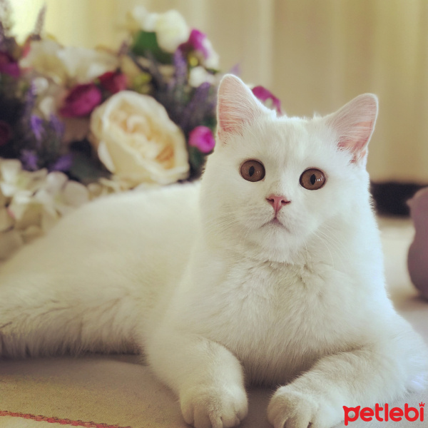 British Shorthair, Kedi  Maya fotoğrafı