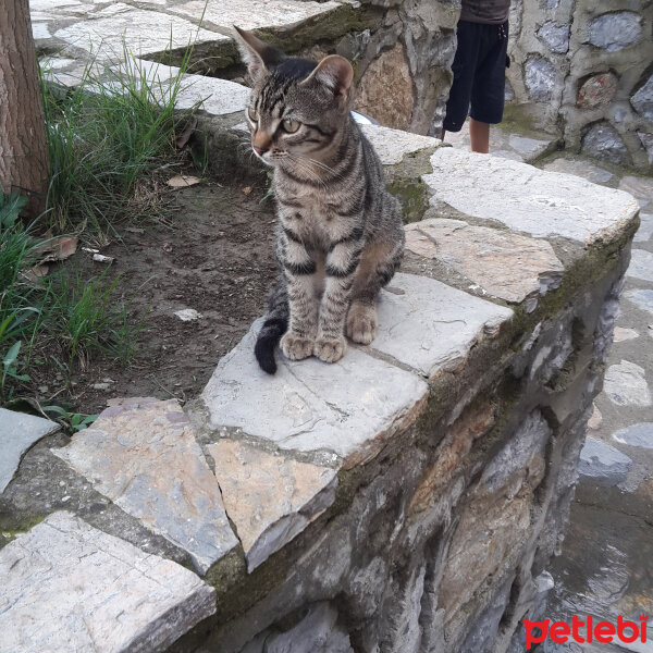 Tekir Kedi, Kedi  Zeyna fotoğrafı