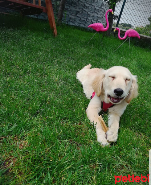 Golden Retriever, Köpek  Paşa fotoğrafı