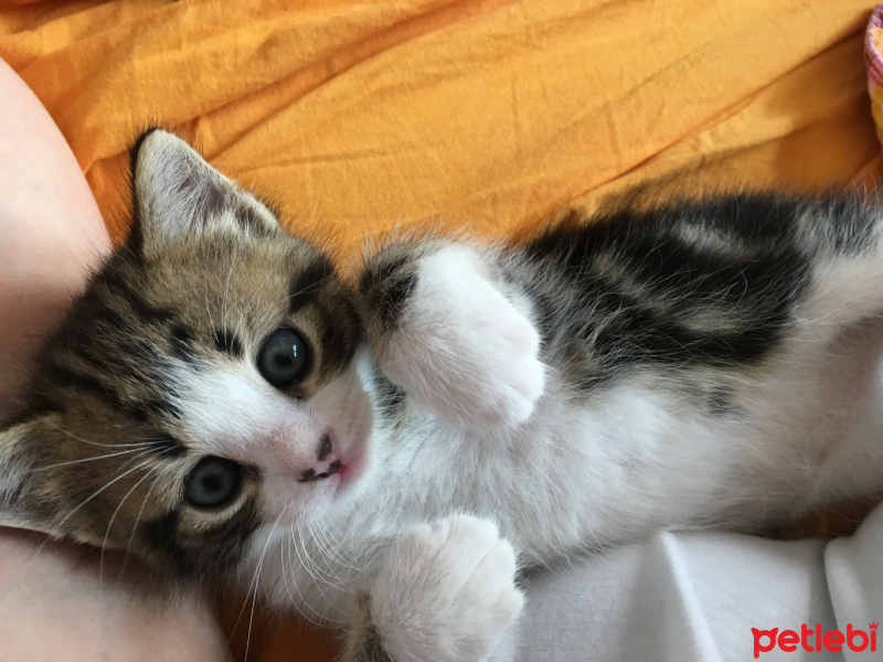 Tekir Kedi, Kedi  Leo fotoğrafı