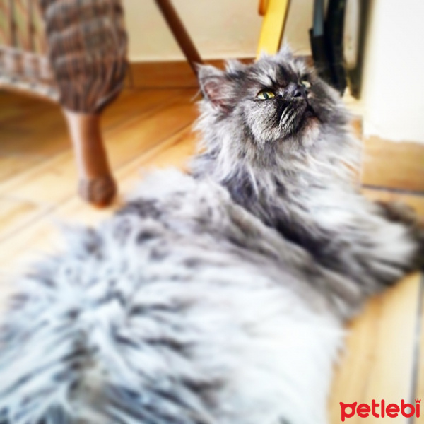 Chinchilla, Kedi  Isabel fotoğrafı