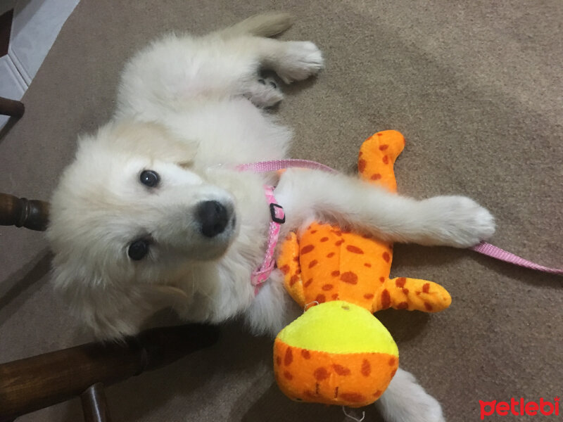 Golden Retriever, Köpek  Lokum fotoğrafı