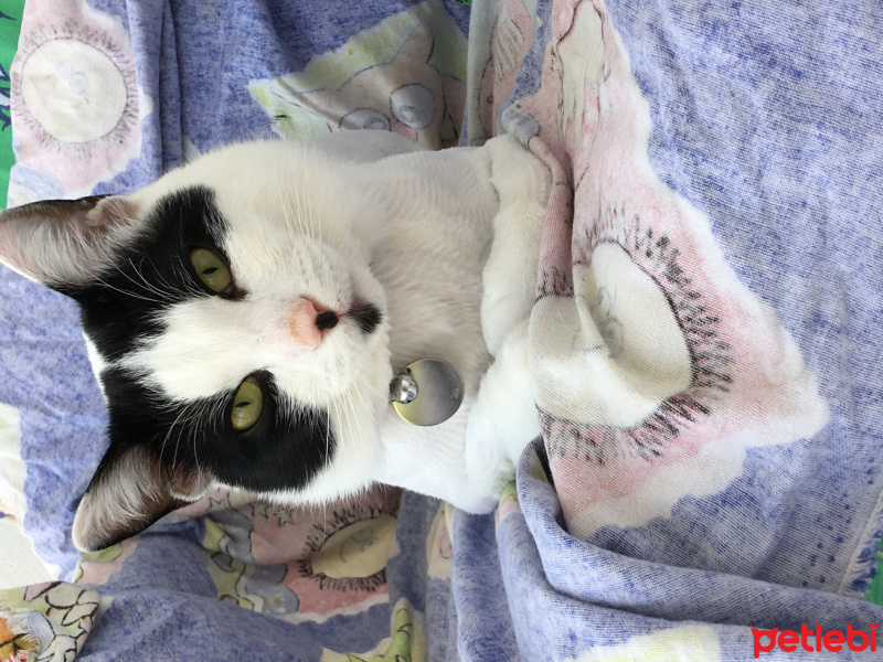 Siyam Kedisi, Kedi  Gece fotoğrafı