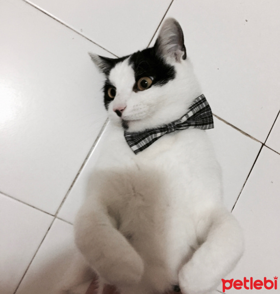 Siyam Kedisi, Kedi  Gece fotoğrafı