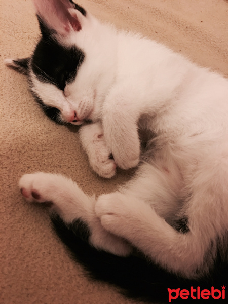 Siyam Kedisi, Kedi  Gece fotoğrafı