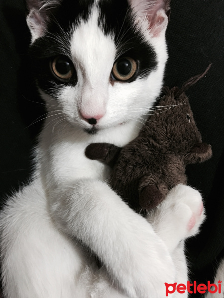 Siyam Kedisi, Kedi  Gece fotoğrafı