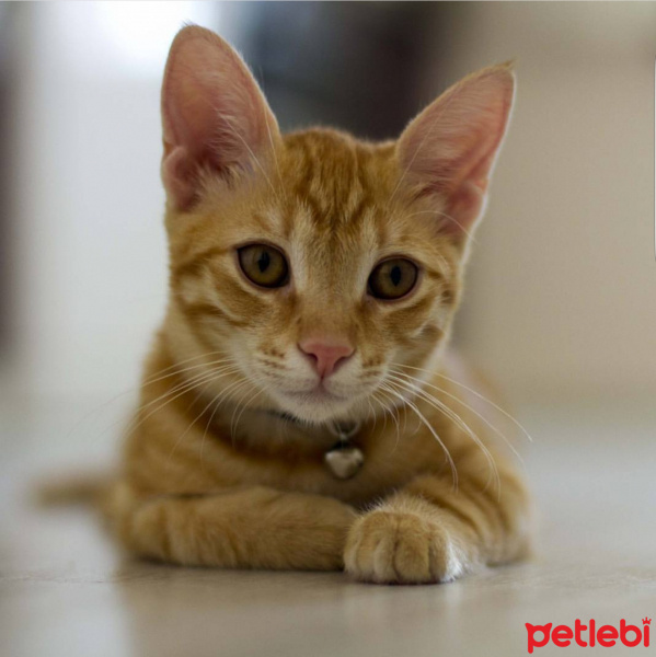 Tekir Kedi, Kedi  Mısır fotoğrafı