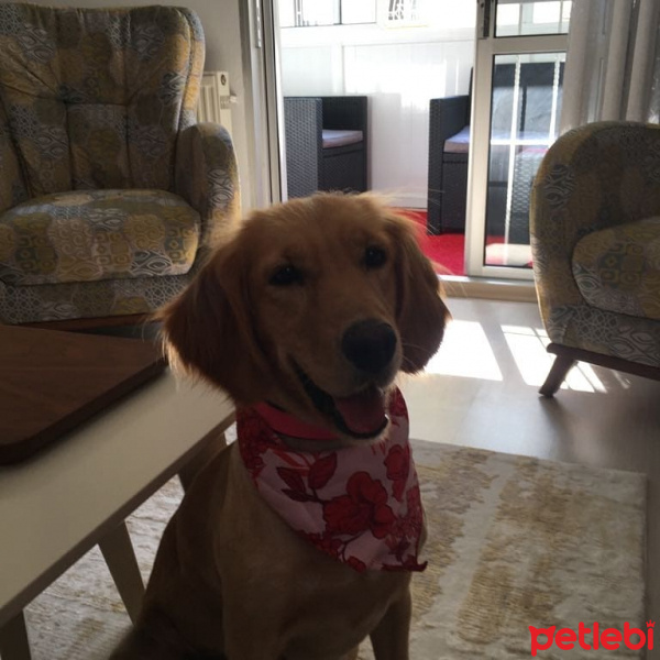 Golden Retriever, Köpek  LEİA fotoğrafı