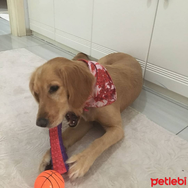 Golden Retriever, Köpek  LEİA fotoğrafı