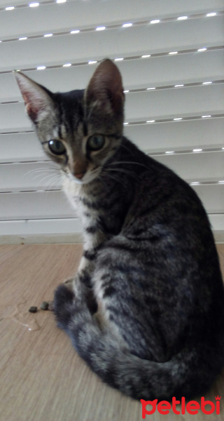 Bengal, Kedi  Minnos fotoğrafı