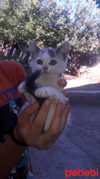 Tekir Kedi, Kedi  Sirine fotoğrafı