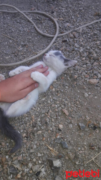 Tekir Kedi, Kedi  Sirine fotoğrafı