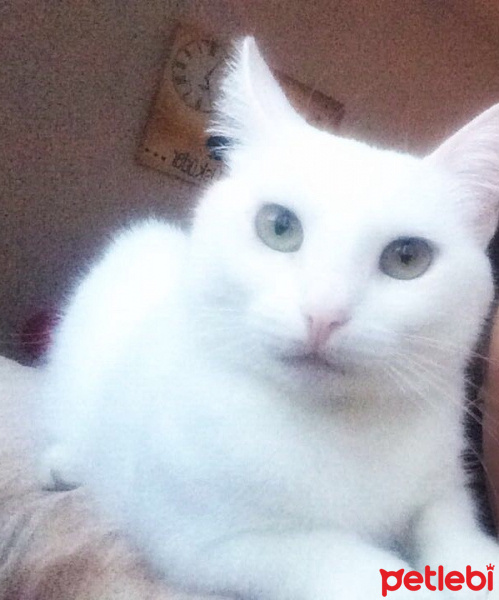 Ankara Kedisi, Kedi  Lola fotoğrafı