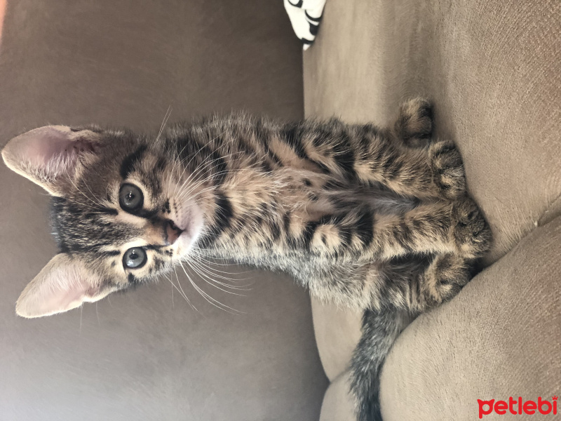 Tekir Kedi, Kedi  Fındık fotoğrafı